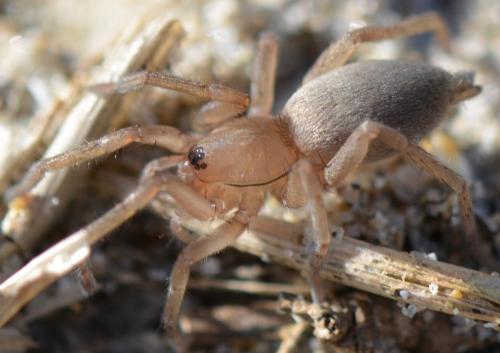 Drassodes sp.